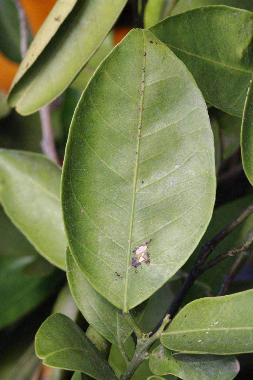              Unifoliolate leaf (Riverside, CA)       